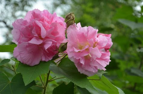 芙蓉花怎麼照顧|芙蓉花的养殖方法和注意事项